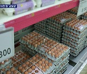 국내 농장 AI 벌써 50곳..'금달걀' 한 판 6천 원 넘어