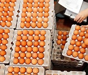 국내 농장 고병원성 AI 50건..달걀 한판에 6천원