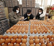 고병원성 AI 전국서 51건..달걀 한판에 6,000원 훌쩍