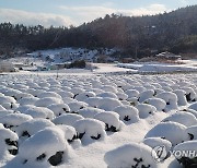 한파와 폭설에 얼어붙은 겨울배추