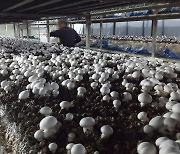 충남 농업기술원 "고품질 버섯 생산 위해 환기·습도 관리 필요"