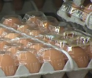 AI·코로나에 밥상 물가 급등..한 판 6000원인 달걀값
