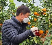 '정읍 원산지 감귤 홍예향' 본격 출하..33농가 10㏊ 재배