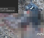 "고양이 살해하고 '낄낄' 처벌해야"..청원 4일만에 20만명 돌파