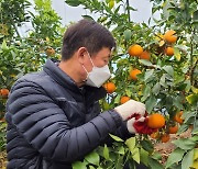 정읍산 '홍예향' 본격 출하..제주산 레드향에 도전장