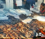 강원 고성지역 오징어·도루묵·문어 등 어획량 '증가'