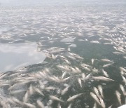 전남 한파·폭설 피해 '눈덩이'..어류 폐사·정전·단수·동파 피해 속출