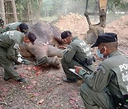 "인간이 미안해"..숨진 코끼리에 박힌 40여발의 총알