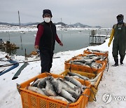 '2년 동안 키웠는데'.. 한파에 동사한 숭어