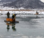 매서운 한파에 양식장 숭어 동사