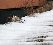 위험한 얼음계단 오르는 고양이