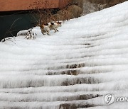 위험한 얼음계단 오르는 고양이