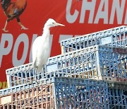 INDIA BIRD FLU