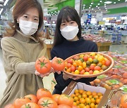 [포토] 농협유통, 슈퍼푸드 토마토