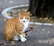 인천 연수구, 반려고양이  동물등록 시범사업 시행