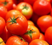 토마토 vs 방울토마토, 어디에 영양소 더 많을까?