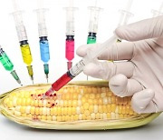 中, 돼지사료 수요 급증에 GMO 옥수수도 수입