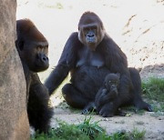 미국 동물원서 고릴라 코로나19 감염 사실 확인