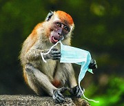 [포토] "원숭이도 마스크를".. 고릴라, 영장류 첫 코로나 감염