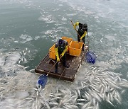 Fresh food prices skyrocket under bitter cold wave in Korea