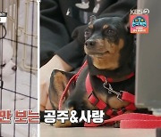 다견 가정 포메라니안vs미니핀 싸움 원인은 사회성·규칙 부재'개는 훌륭'[어제TV]