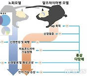 건양대 치매과학연구소 "홍삼 다당체 동물 알츠하이머병 증상 완화"