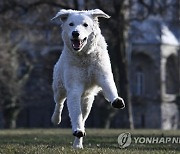 HUNGARY KUVASZ DOGS