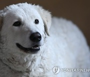 HUNGARY KUVASZ DOGS