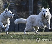 HUNGARY KUVASZ DOGS