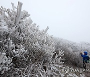 '지금 아니면 언제 보나'..무등산 설경에 탐방객 증가