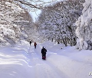 통제된 1100도로 걸어 한라산으로