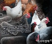 조류독감 '심각' 단계.. 춘천시, '고병원성 AI' 총력 대응
