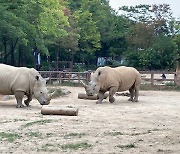 [수요동물원] 코뿔소 커플의 권태기 탈출 작전