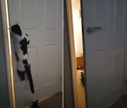 "네가 왜 거기서 나와?"..이 고양이가 문 여는 방법