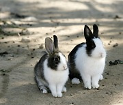 '방치 논란' 인천 센트럴파크 토끼, 서식 환경 개선된다