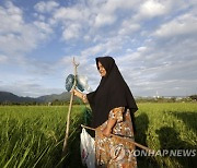 INDONESIA AGRICULTURE RICE