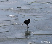 아이고, 발 시려[고양이 눈]