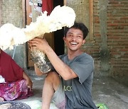 무게 10kg 거대 버섯, 인도네시아 롬복서 발견