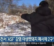 춘천서 'ASF' 감염 야생멧돼지 폐사체 2구 발견