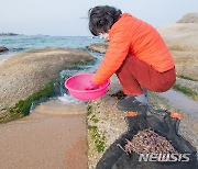 주운 매오징어를 씻고 있는 주민