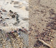 강원 고성 해변가로 떠밀려온 수십마리 매오징어