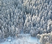 '위로의 숲' 바람 따라..  설국동화 속으로