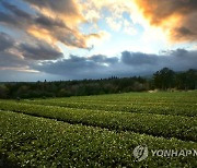 석양 속 서귀다원