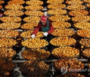 TAIWAN CULTURE PERSIMMON