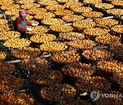 TAIWAN CULTURE PERSIMMON