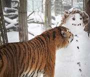 "넌 누구냐?" 눈사람 만난 시베리아 호랑이