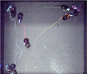 로봇을 보는 순간 실험쥐들 머리의 LED가 동시다발로 반짝였다