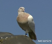 '태평양 횡단해 호주에 왔다'는 소문에 죽을 목숨이던 비둘기 살게돼