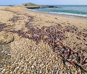 손가락만한 오징어 수백마리가 죽은채..강원 해변에 무슨일이