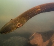 '고독한 사냥꾼' 전기뱀장어도 무리 지어 협력 사냥